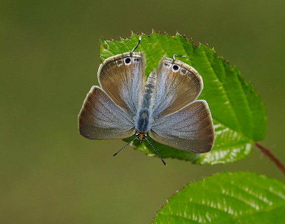 Long-tailed Blue Lampides boeticus