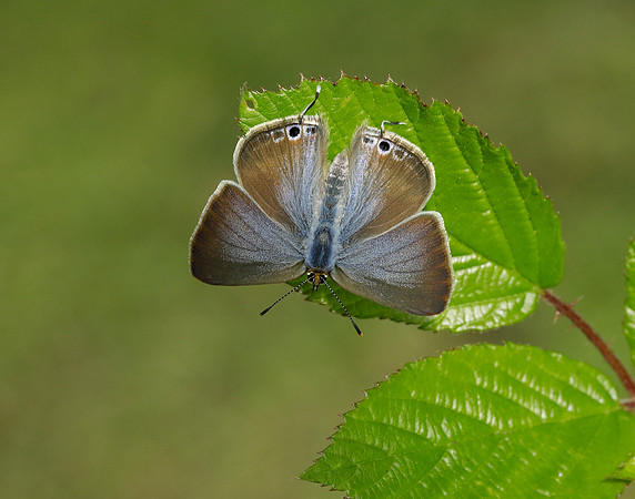 Long-tailed Blue Lampides boeticus