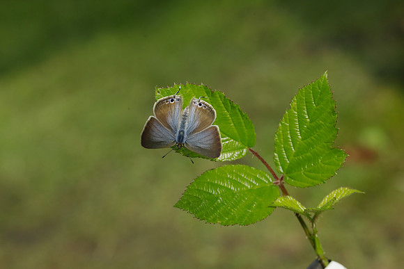 Long-tailed Blue Lampides boeticus