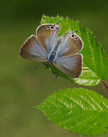Long-tailed Blue Lampides boeticus