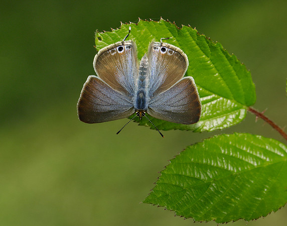 Long-tailed Blue Lampides boeticus