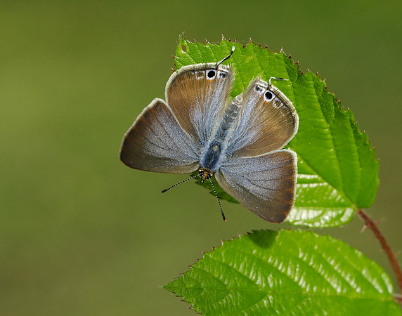 Long-tailed Blue Lampides boeticus