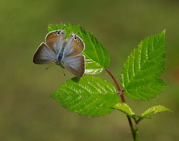 Long-tailed Blue Lampides boeticus