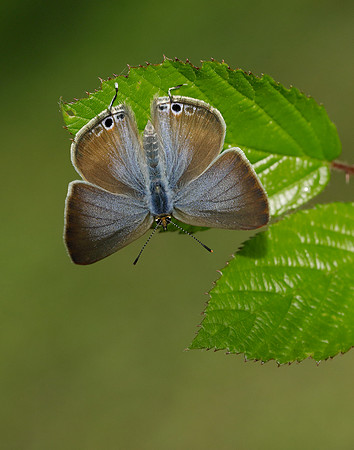 Long-tailed Blue Lampides boeticus