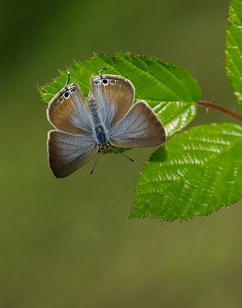 Long-tailed Blue Lampides boeticus
