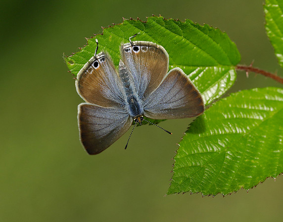 Long-tailed Blue Lampides boeticus