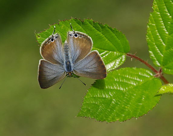 Long-tailed Blue Lampides boeticus