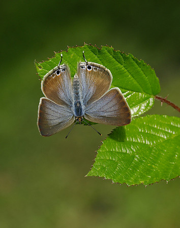 Long-tailed Blue Lampides boeticus