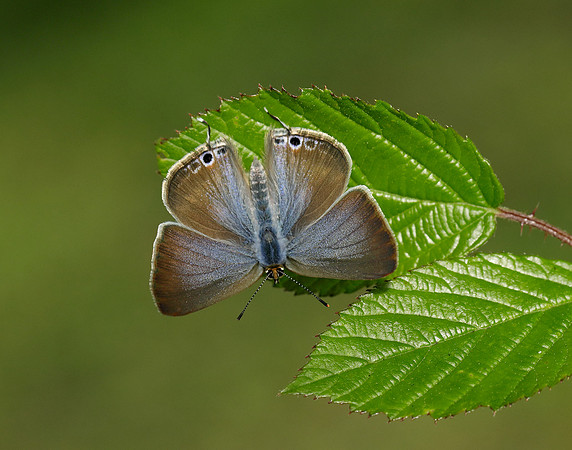 Long-tailed Blue Lampides boeticus
