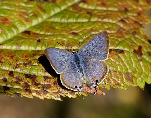 Long-tailed Blue Lampides boeticus