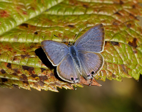 Long-tailed Blue Lampides boeticus