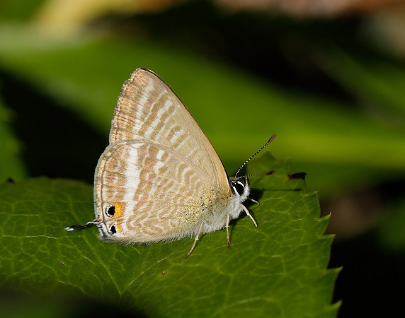 Long-tailed Blue Lampides boeticus