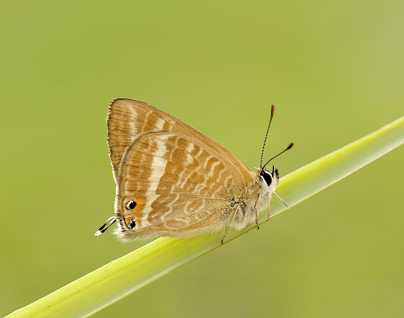 Long-tailed Blue Lampides boeticus