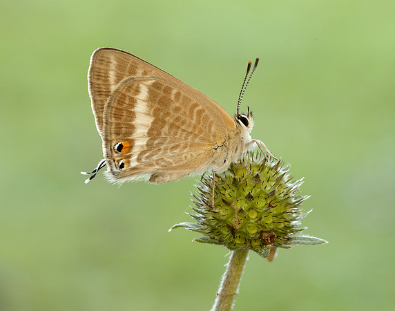 Long-tailed Blue Lampides boeticus