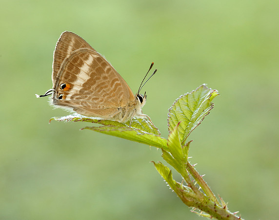 Long-tailed Blue Lampides boeticus