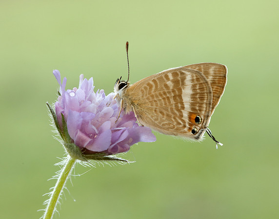 Long-tailed Blue Lampides boeticus