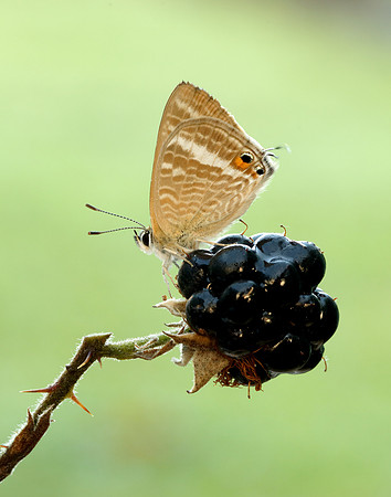 Long-tailed Blue Lampides boeticus