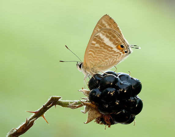 Long-tailed Blue Lampides boeticus