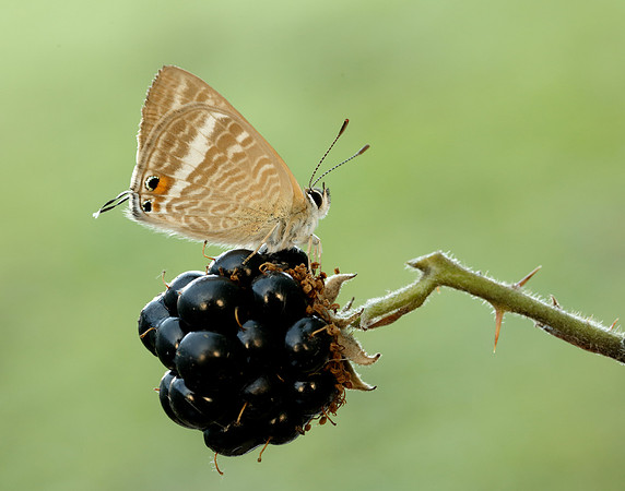 Long-tailed Blue Lampides boeticus