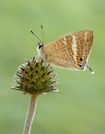 Long-tailed Blue Lampides boeticus