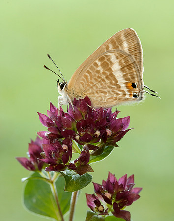 Long-tailed Blue Lampides boeticus