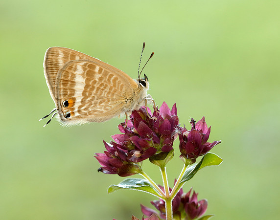 Long-tailed Blue Lampides boeticus