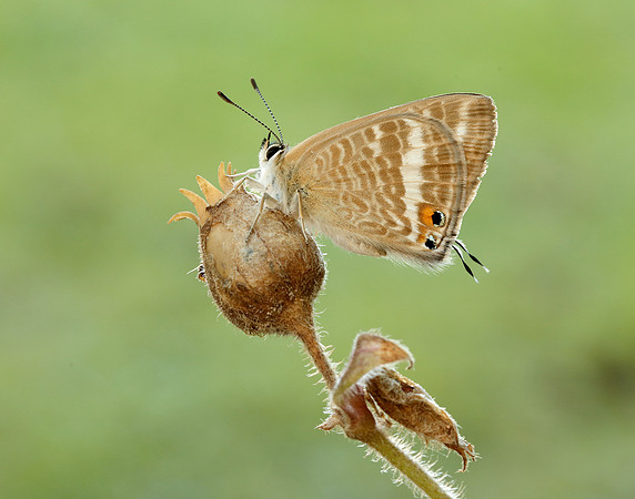 Long-tailed Blue Lampides boeticus