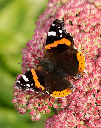 Red Admiral Vanessa atalanta