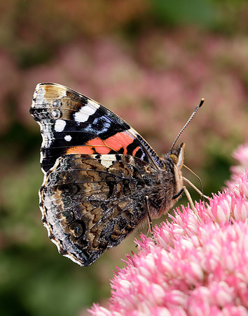 Red Admiral Vanessa atalanta