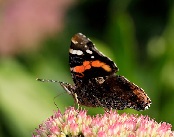 Red Admiral Vanessa atalanta
