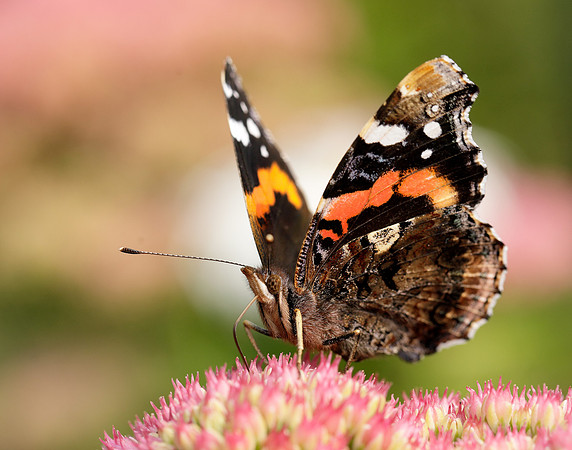 Red Admiral Vanessa atalanta