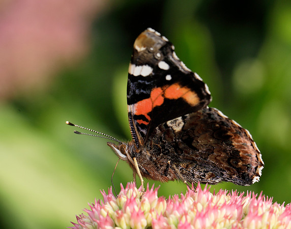 Red Admiral Vanessa atalanta