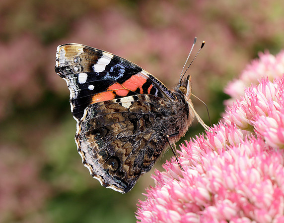 Red Admiral Vanessa atalanta
