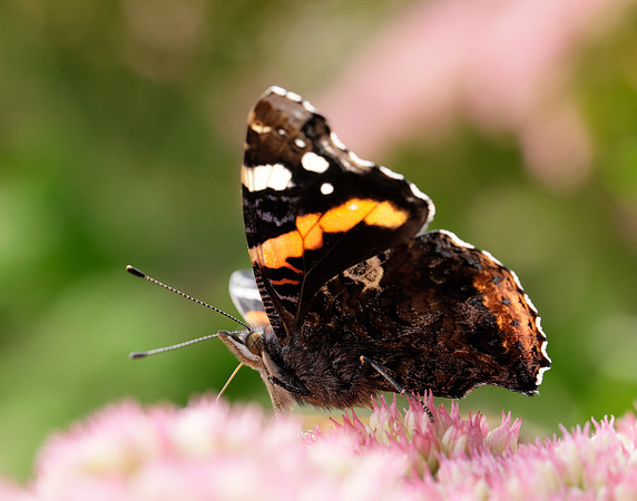 Red Admiral Vanessa atalanta