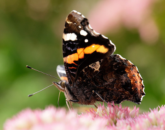 Red Admiral Vanessa atalanta
