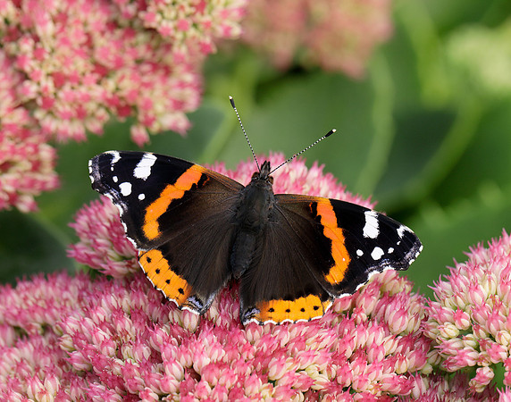 Red Admiral Vanessa atalanta