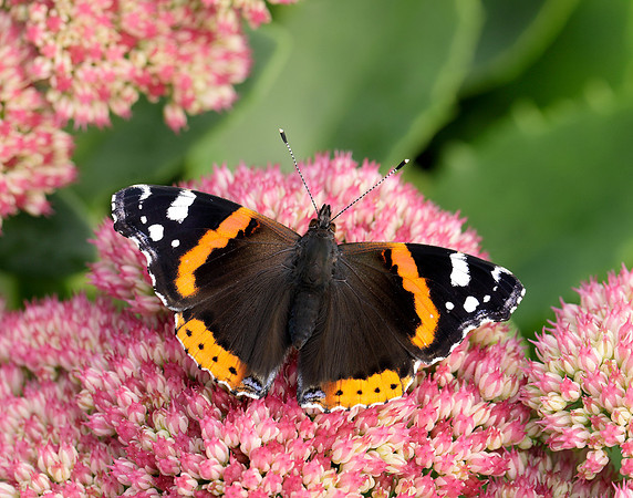 Red Admiral Vanessa atalanta