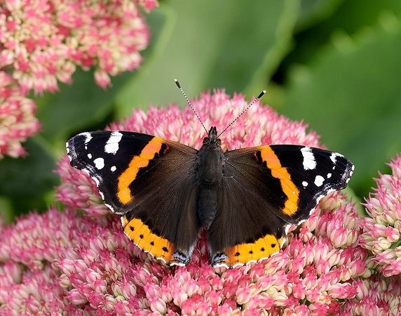 Red Admiral Vanessa atalanta