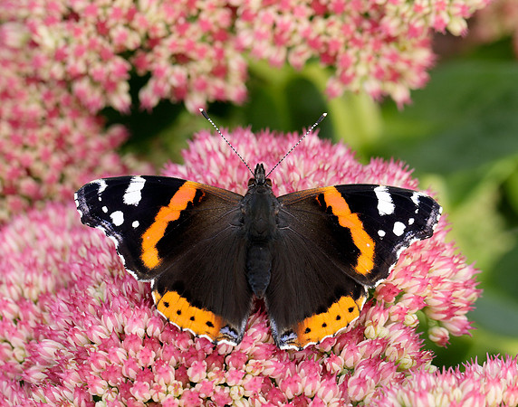 Red Admiral Vanessa atalanta