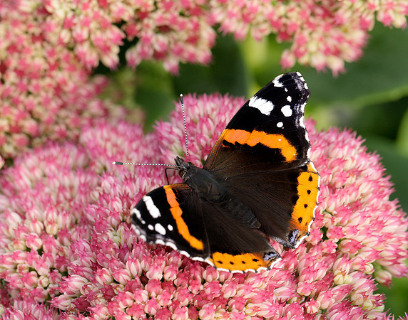 Red Admiral Vanessa atalanta
