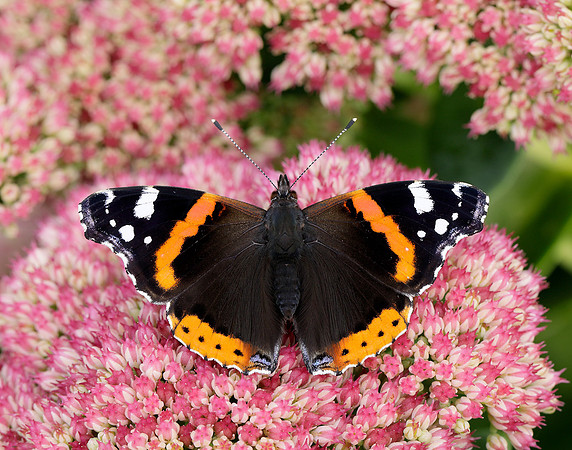 Red Admiral Vanessa atalanta