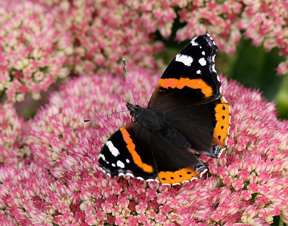 Red Admiral Vanessa atalanta