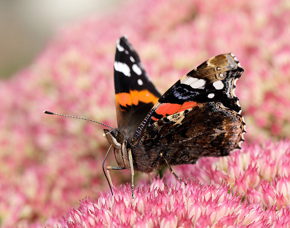 Red Admiral Vanessa atalanta