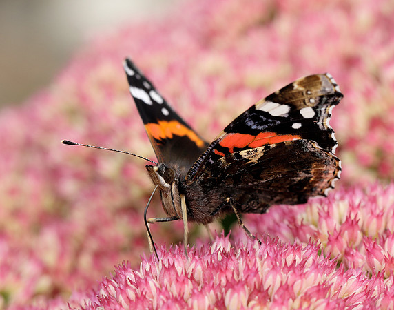 Red Admiral Vanessa atalanta