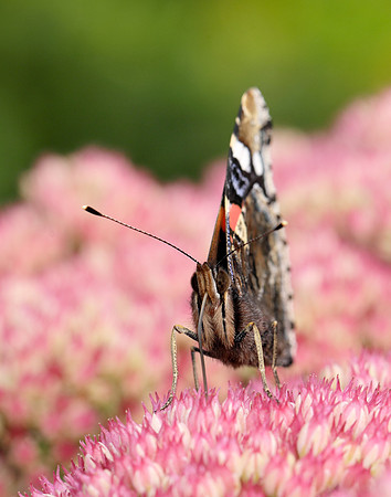 Red Admiral Vanessa atalanta