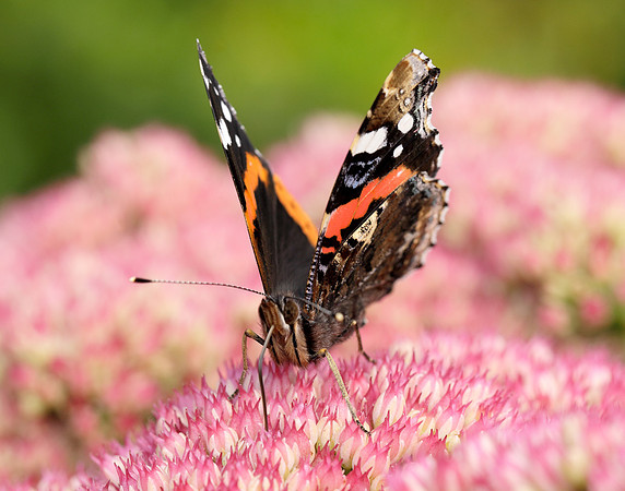 Red Admiral Vanessa atalanta