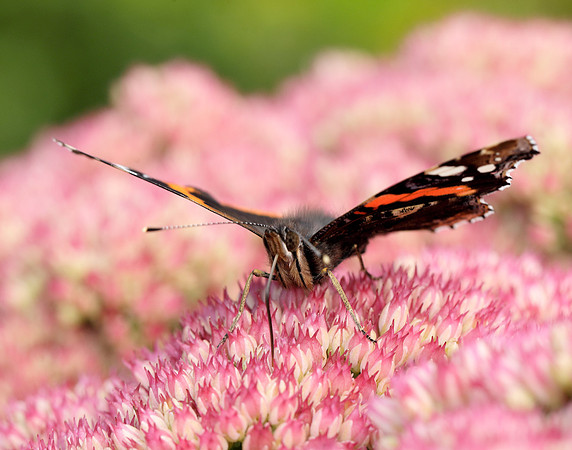 Red Admiral Vanessa atalanta
