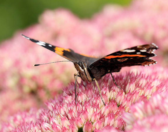 Red Admiral Vanessa atalanta