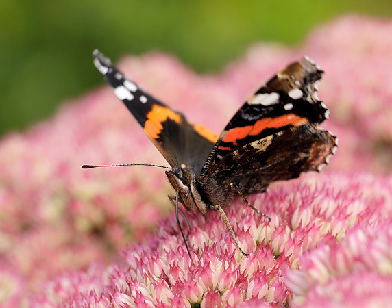 Red Admiral Vanessa atalanta