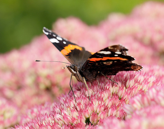 Red Admiral Vanessa atalanta